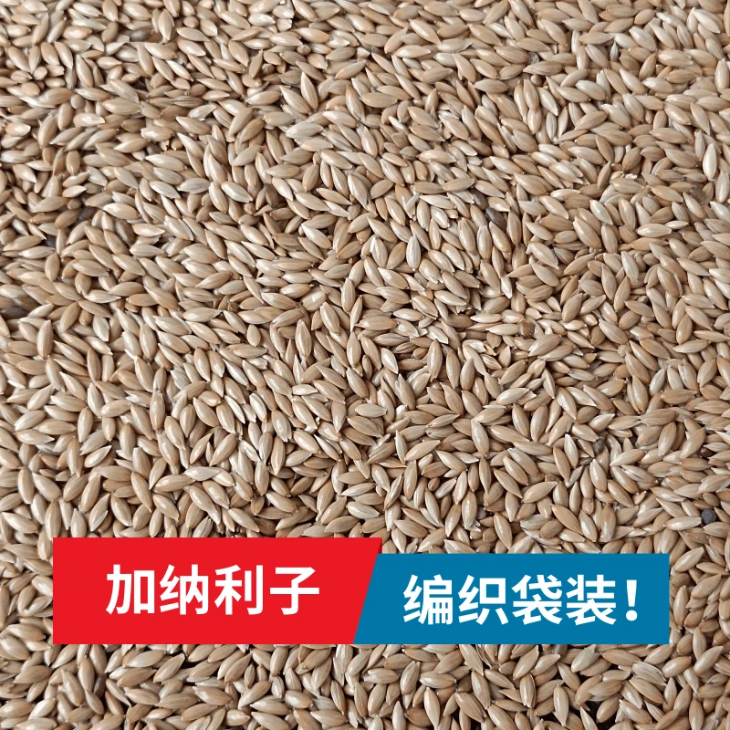优质加纳利子中小型鹦鹉鸟食油尖粟白尖粟草庐籽专用颗粒鸟粮