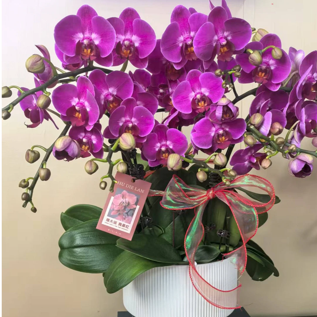 幽梦 幸福小仙女 蝴蝶兰 紫红色花型 室内精品观赏 真花盆栽