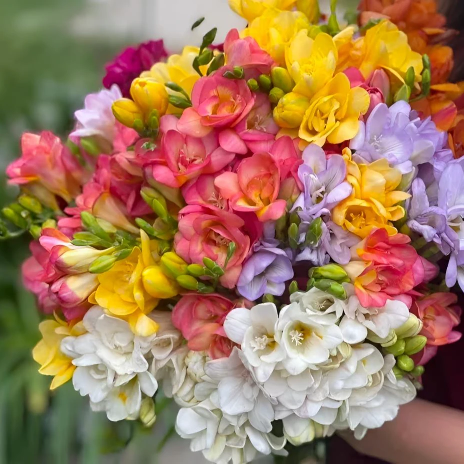 香雪兰种球小苍兰浓香型植物多种颜色室内外庭院植物