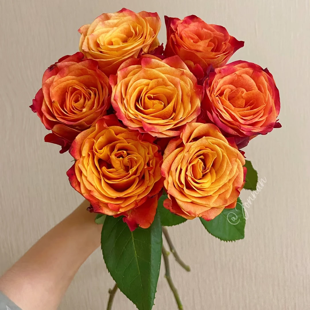 【3颗包邮】切花火焰玫瑰月季小苗复色特大花四季阳台花园盆栽花卉