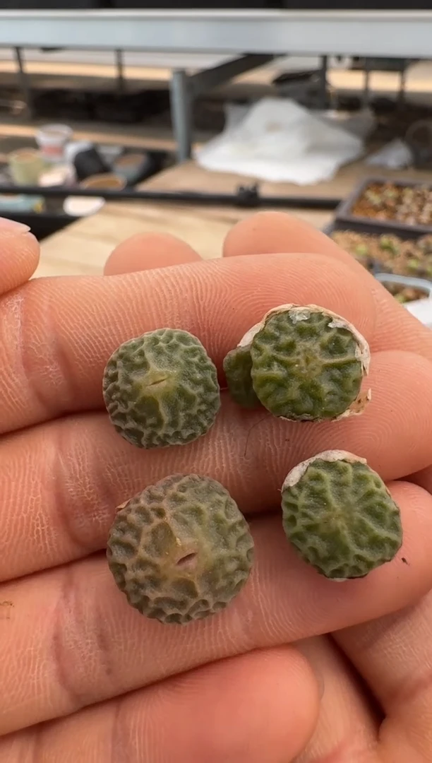 （25-31）-176超烧一颗