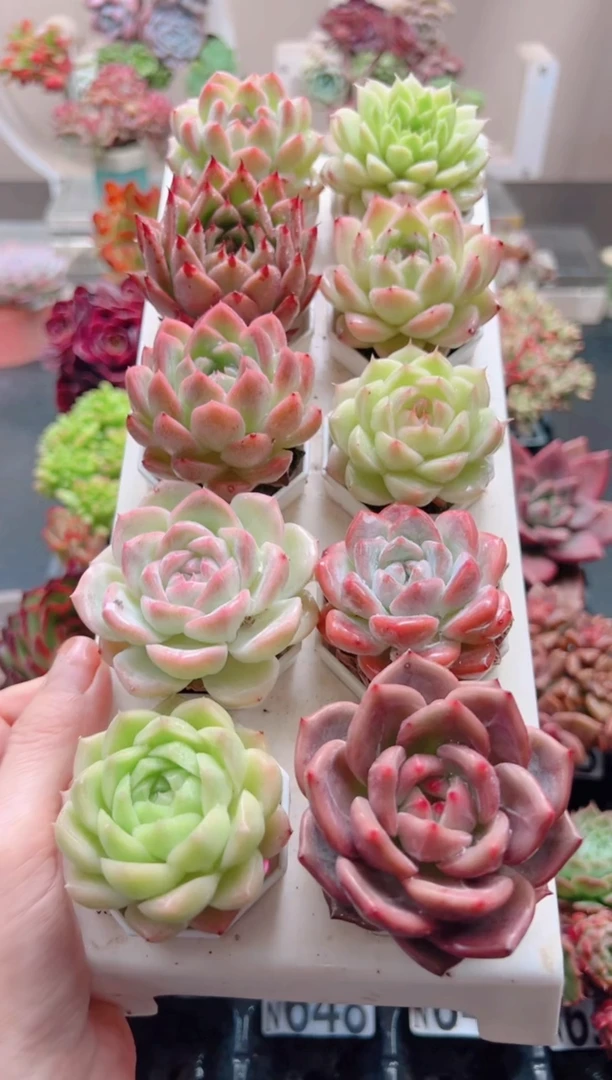 X**_指定8棵赠送2棵，实发十个无土多肉