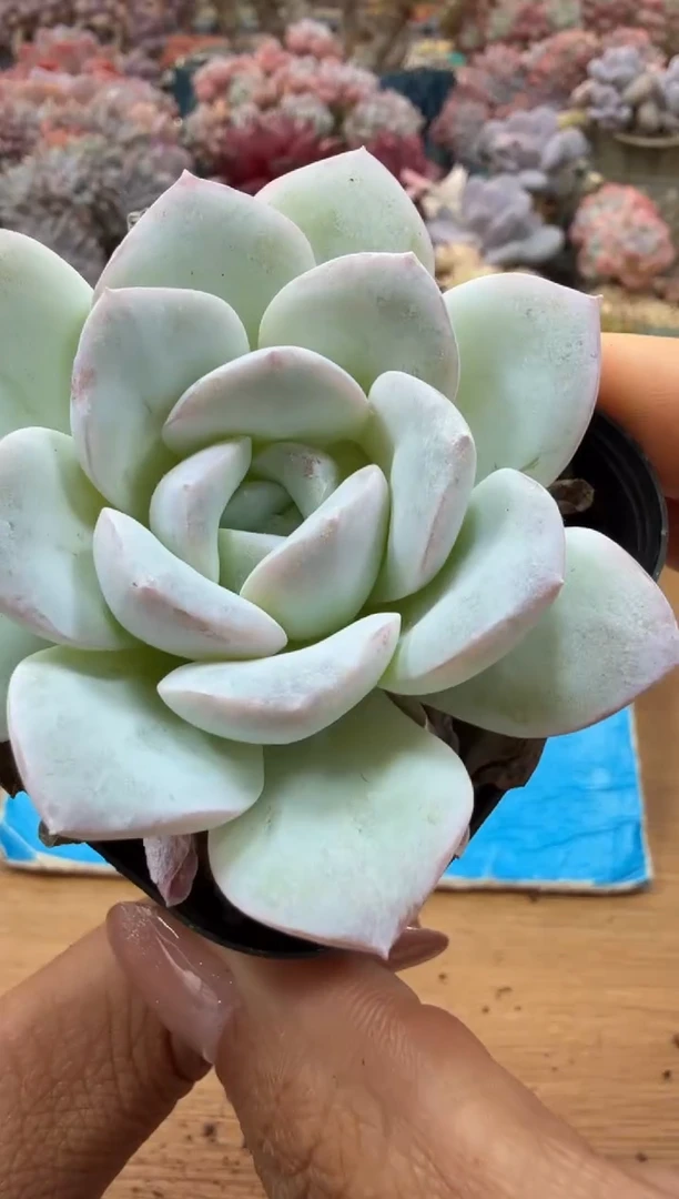 东云多肉园二店-146