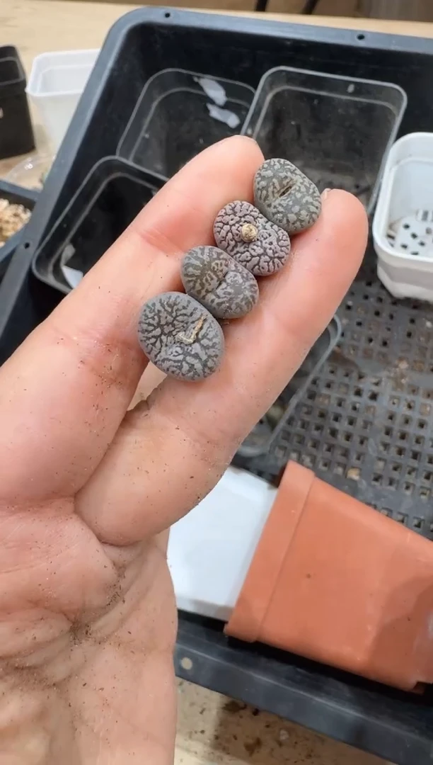 多肉植物肉锥2-48