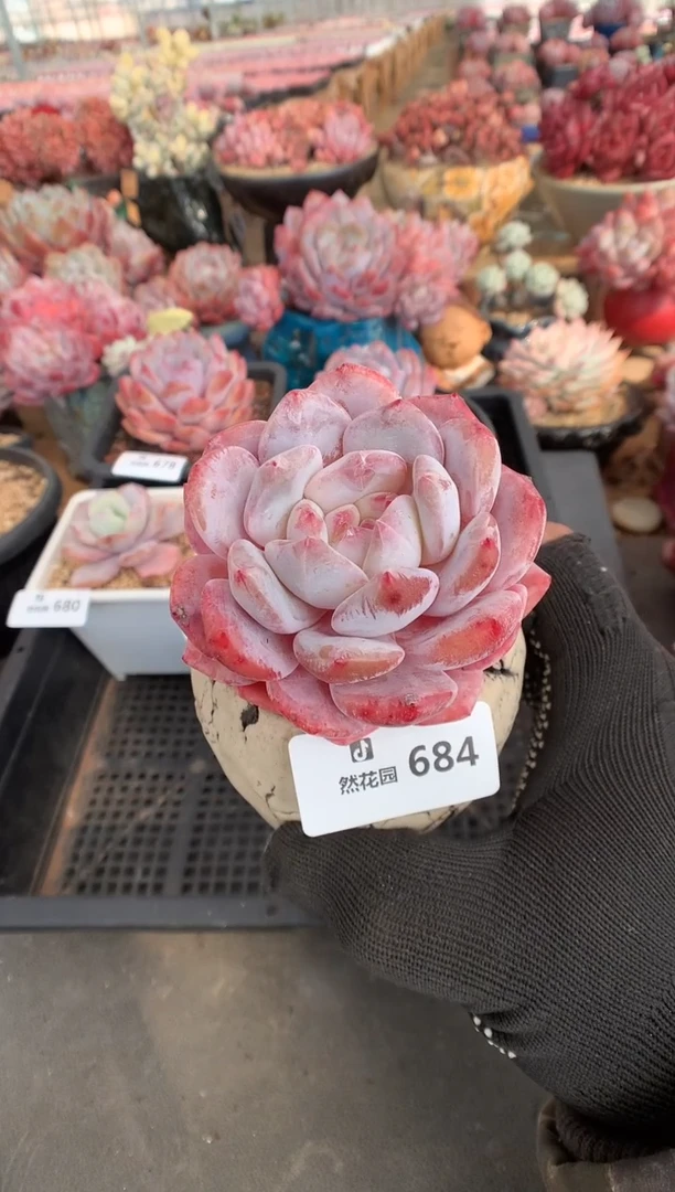 684雪天使多肉植物一物一拍