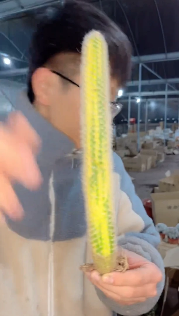 【闪购商品】九尾狐自然锦「带根」12cm+