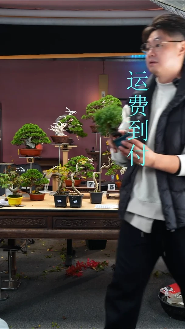 无花朵t***j150济州真柏
