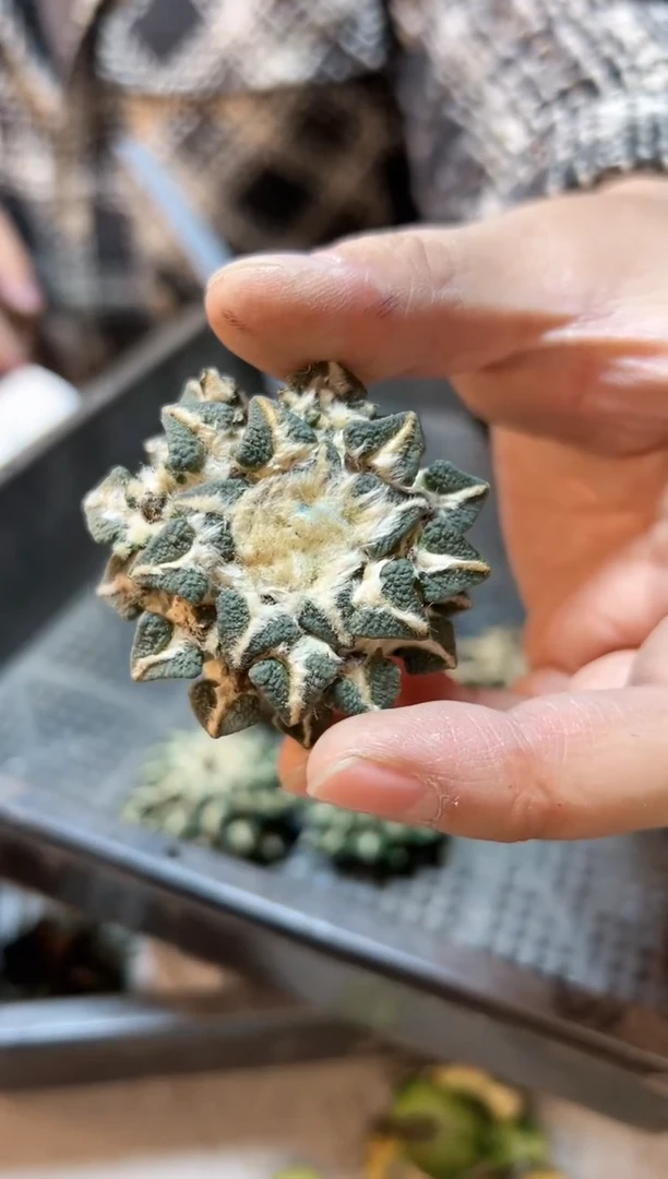 【闪购商品】苗接无根黑牡丹4.8公分