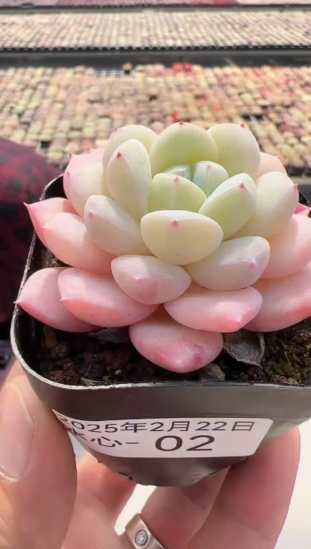 【闪购商品】冰心-02