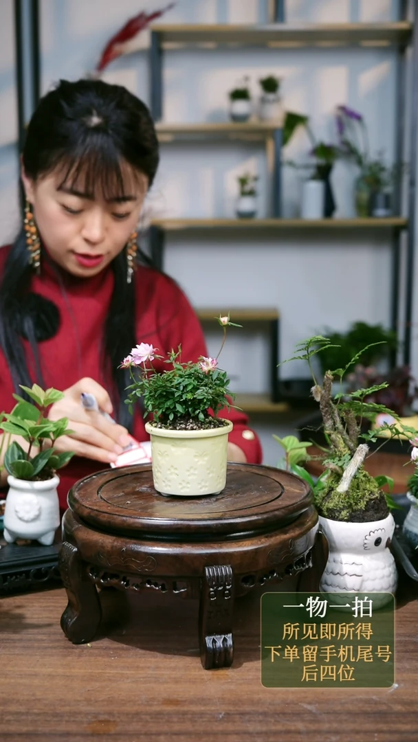 【闪购商品】68--6183月季淡黄