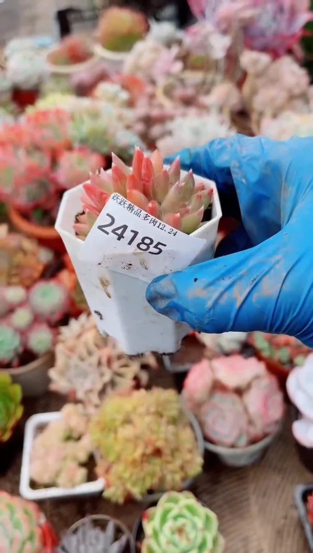 郑*曦跃跃精品多肉24185