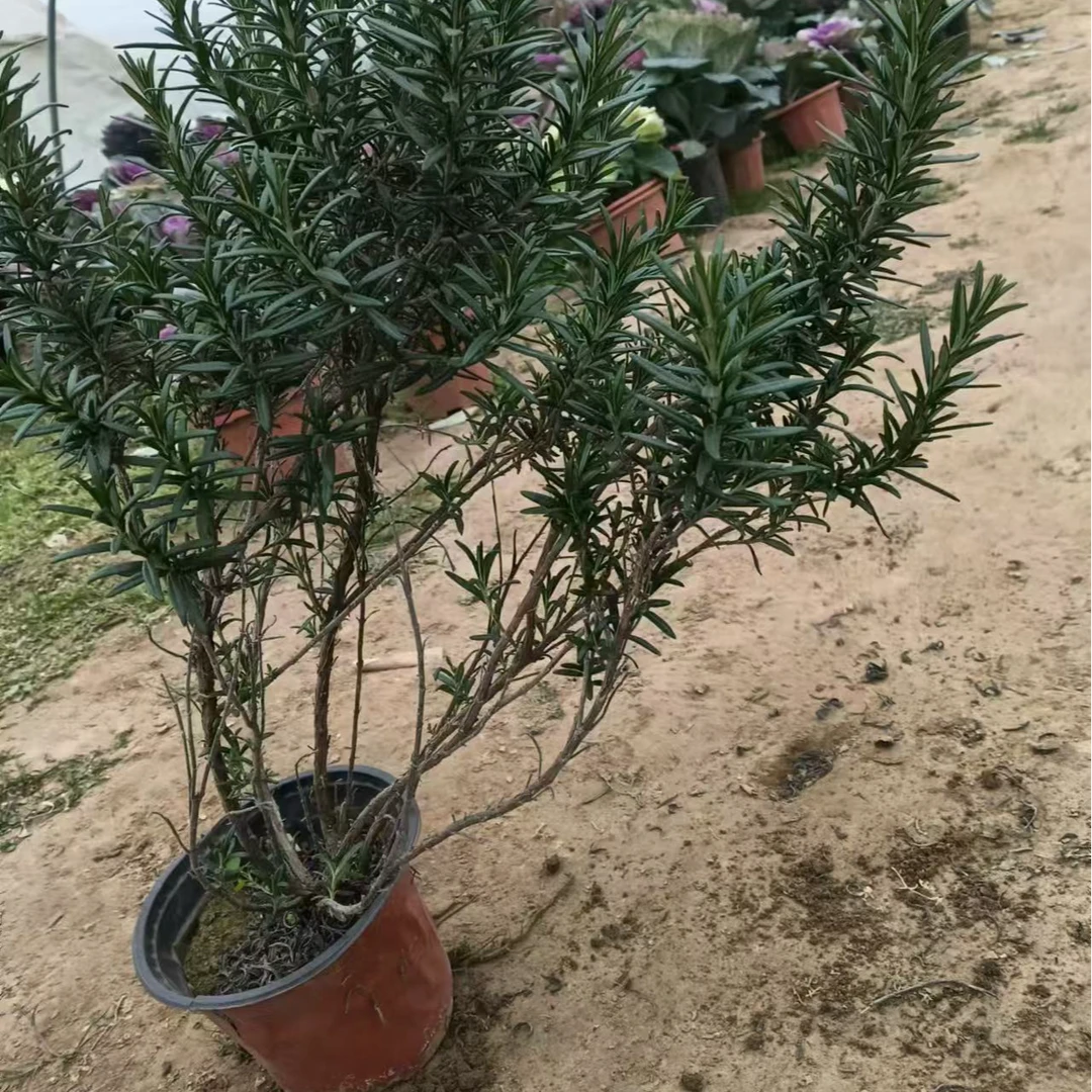 迷迭香耐寒耐热香草植物香料