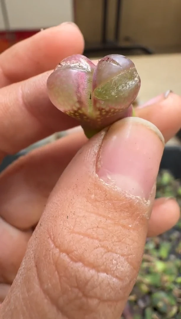 6-130多肉植物肉锥