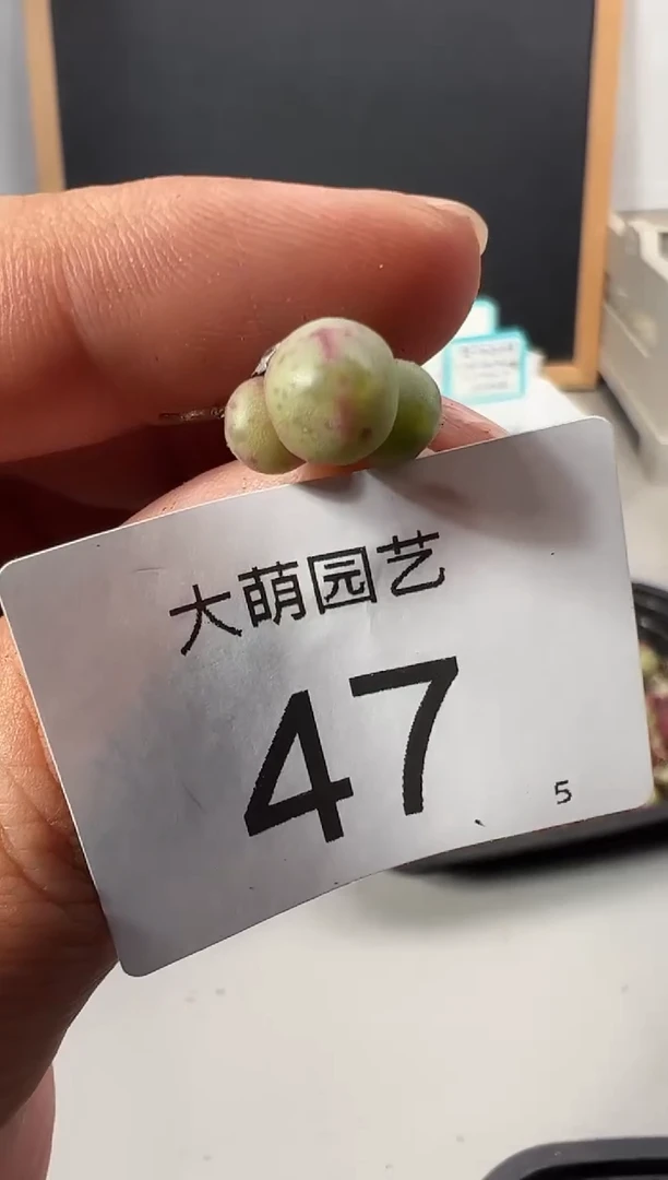 【闪购商品】++++47