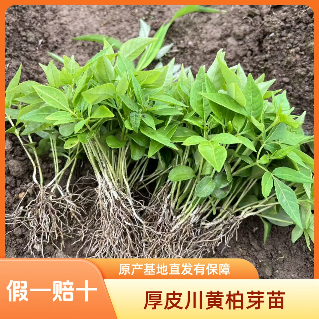 基地自产正宗黄柏芽苗成活率高厚皮川黄柏苗芽苗（百）