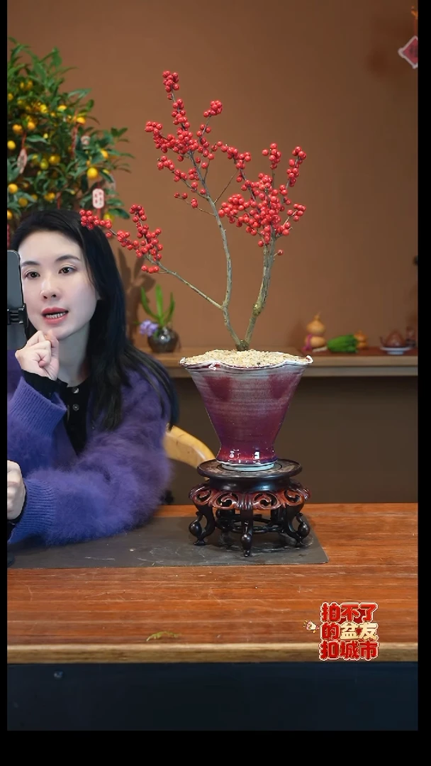 全部花朵冬青红盆