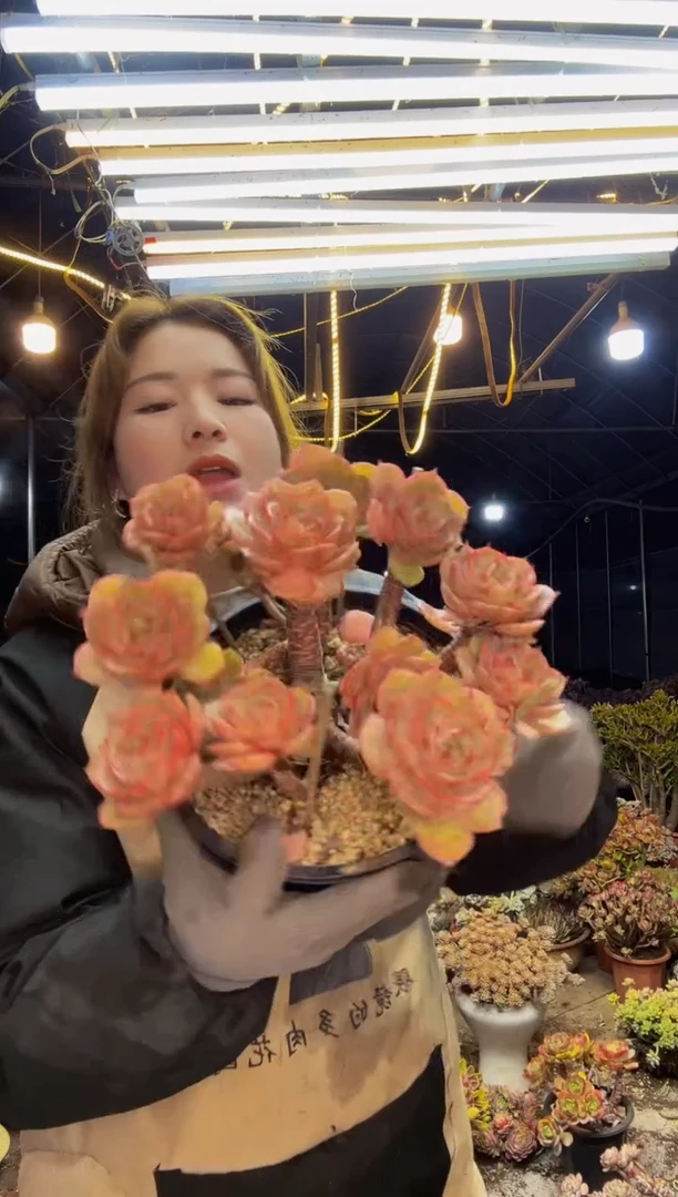 【闪购商品】蓝色苍鹭脱土包邮