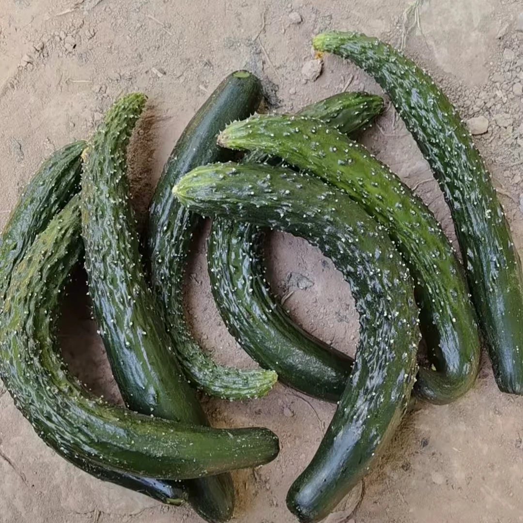 河南农家自种黄瓜赖黄瓜弯黄瓜大肚子尖嘴黄瓜现摘先发经济实惠