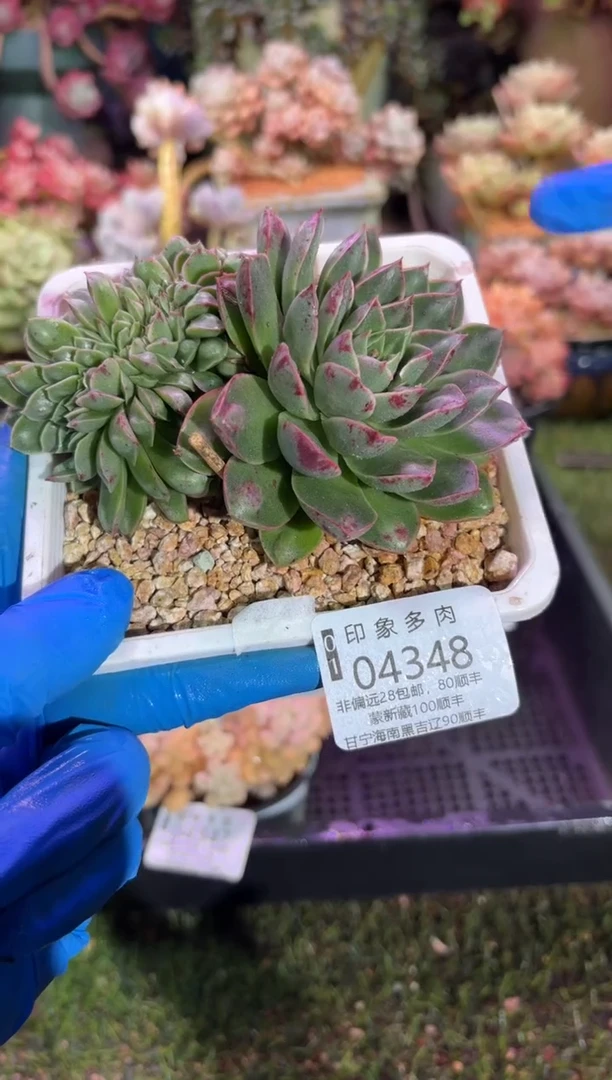 【闪购商品】04348