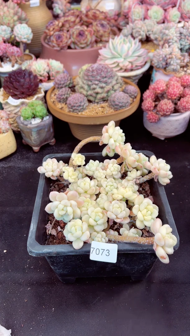 【闪购商品】7073劳尔锦和小飘枝橙子多肉