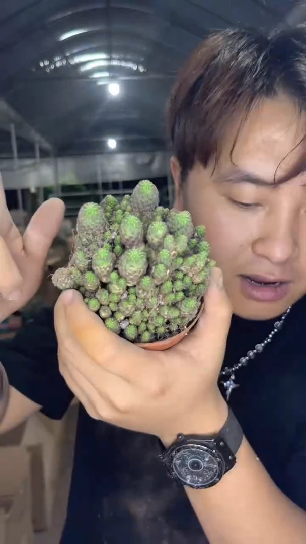 红粒丸 徒长【带根】