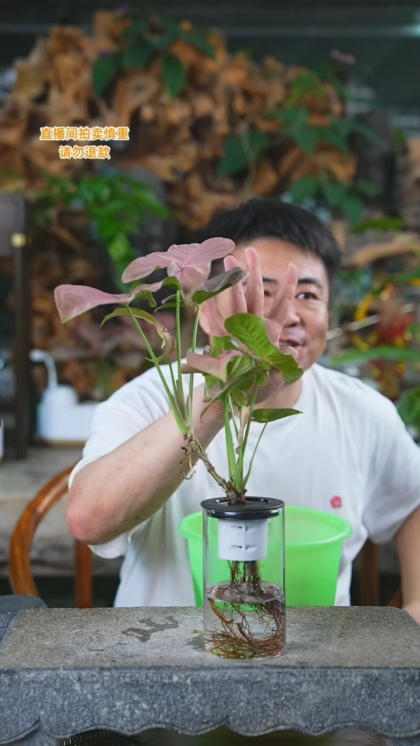 当前无花栽培后可以开花老桩红粉佳人11+