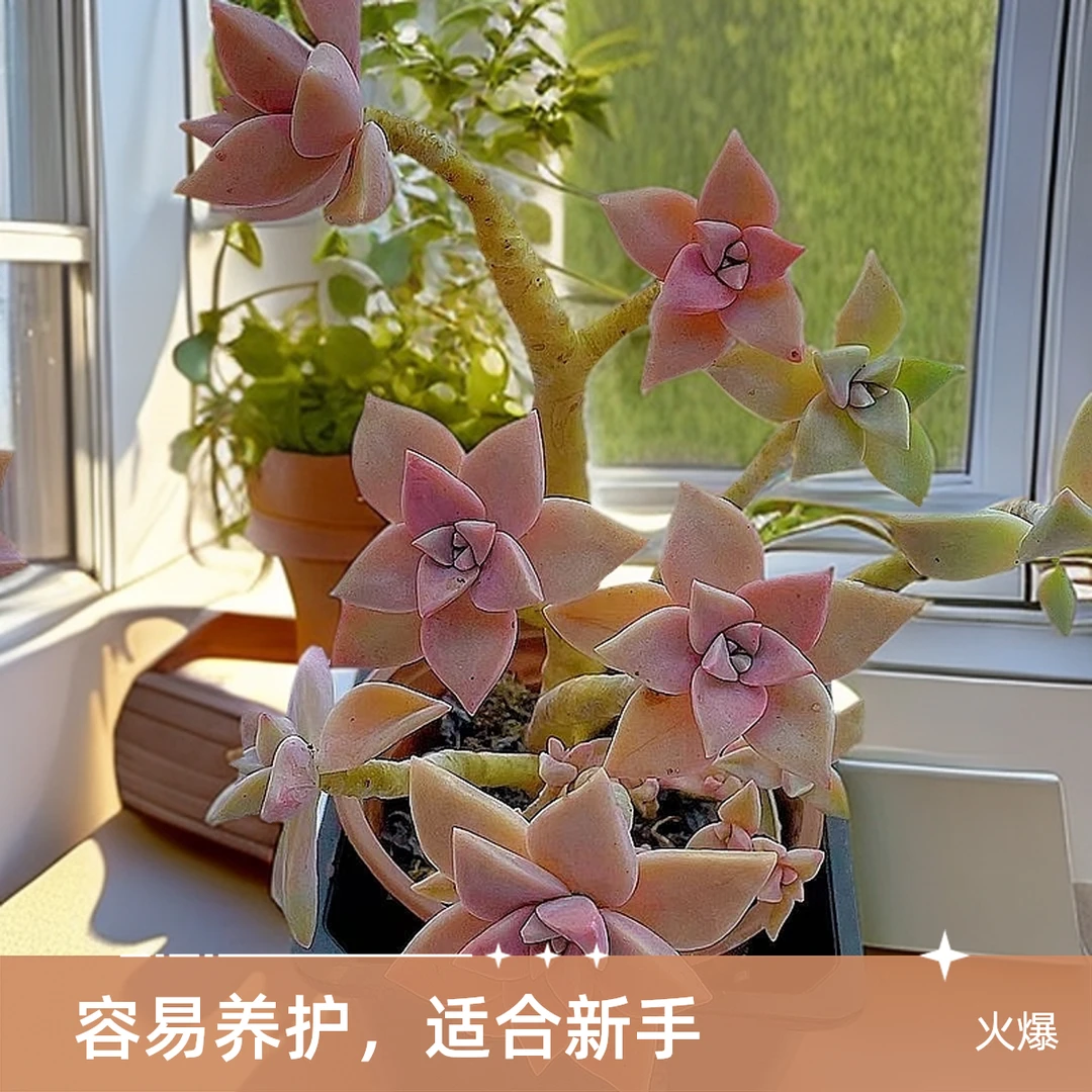 初恋小老桩120盆【脱土发】两单包邮 多肉植物 好看 好养