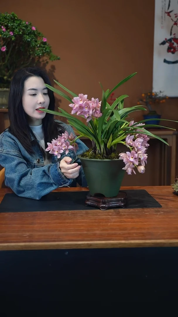 全部花朵小粉3盆景盆景盆景