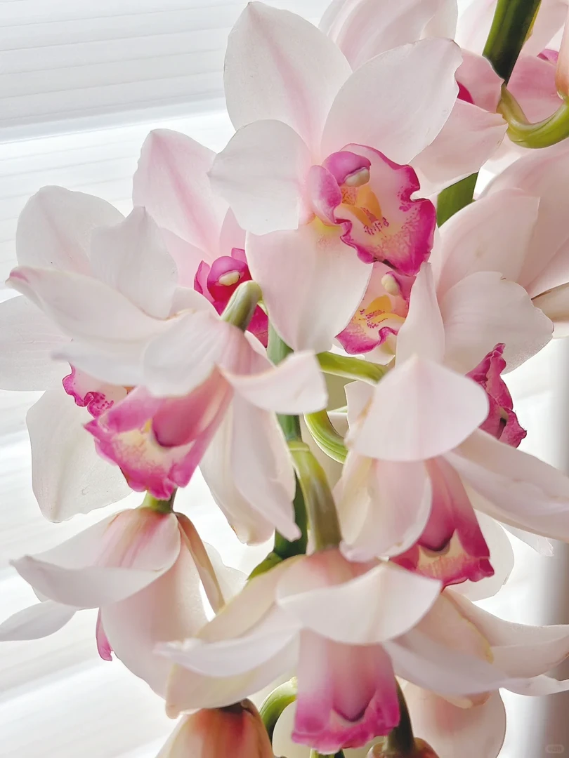 【诱惑】高端室内盆栽大花蕙兰180口径保4花剑基地直发