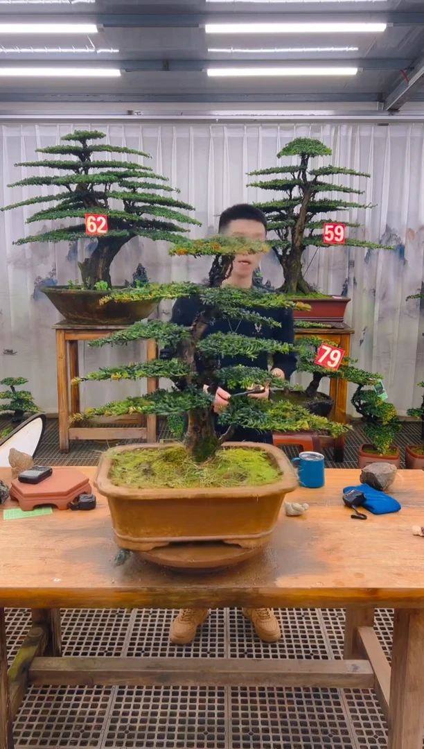 无花朵木*精品盆景直播间一物一拍