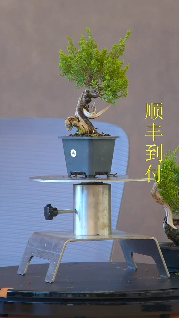 无花朵用**?24真柏真柏真柏真柏