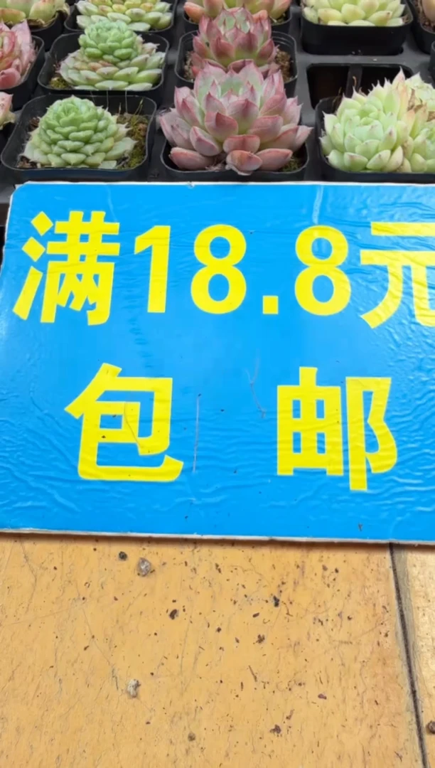 东云多肉园二店-216