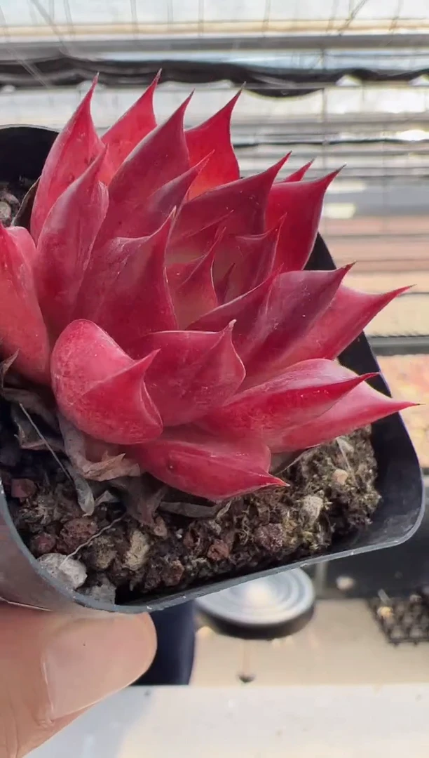 【闪购商品】新款多肉-111