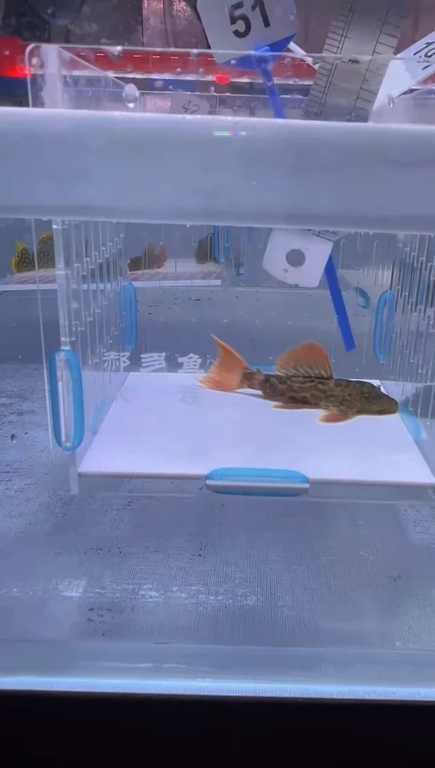 清道夫7不包入缸损51