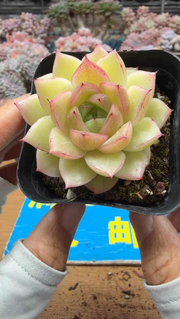 东云多肉园二店-654