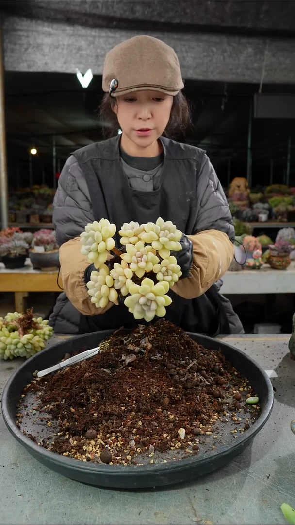 ～**~3093号泡泡糖群