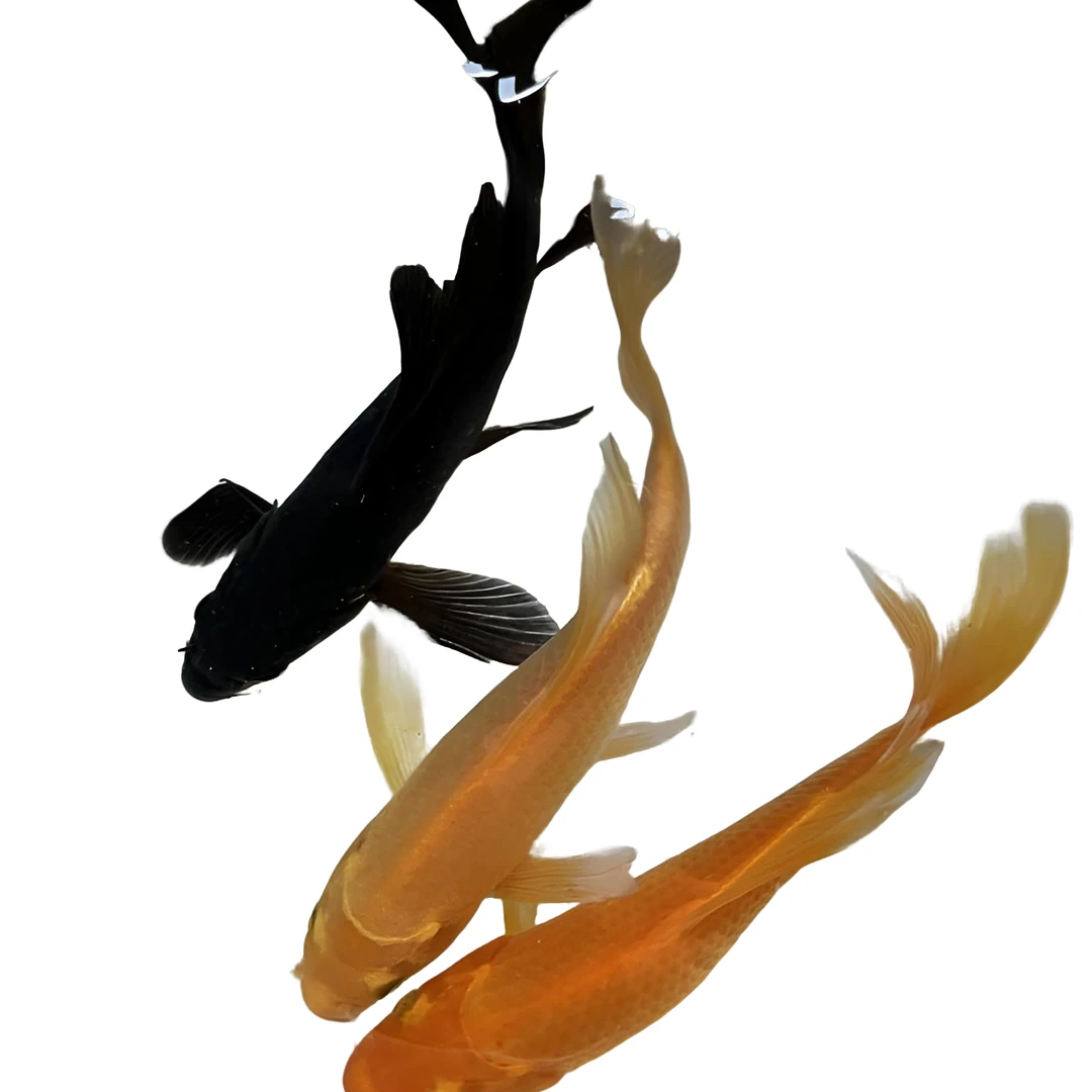 黄黑锦鲤观赏鱼冷水鱼好养耐活招财小型淡水鱼