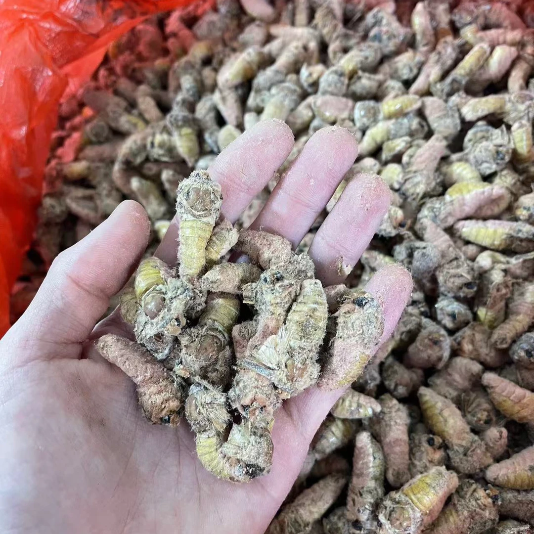 东北雄蚕蛾脱毛冷冻新鲜营养顺丰包邮
