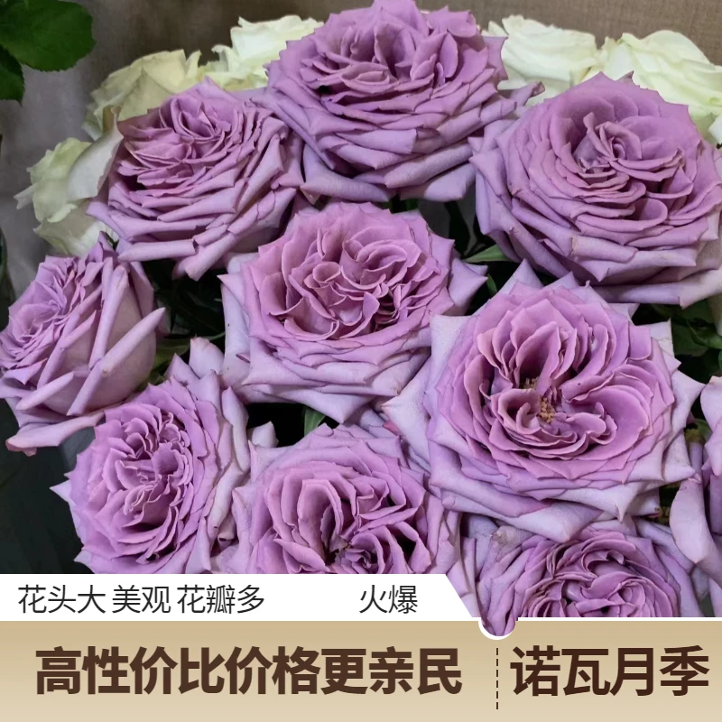 诺瓦新品切花月季花头大开放度好花瓣厚实层次丰富带尖尖角花期长