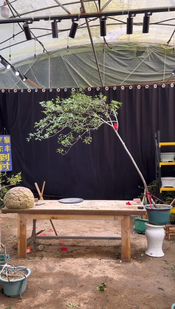 无花朵江****厂海岛栀子花