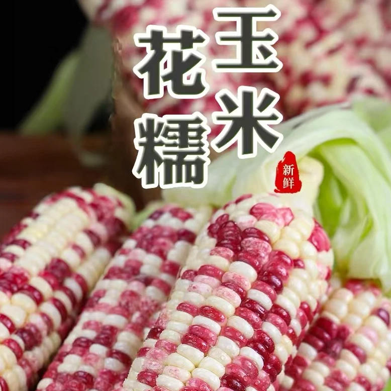 【花糯玉米】新鲜玉米多汁当季现摘甜糯玉米蔬菜带皮包谷带皮整箱