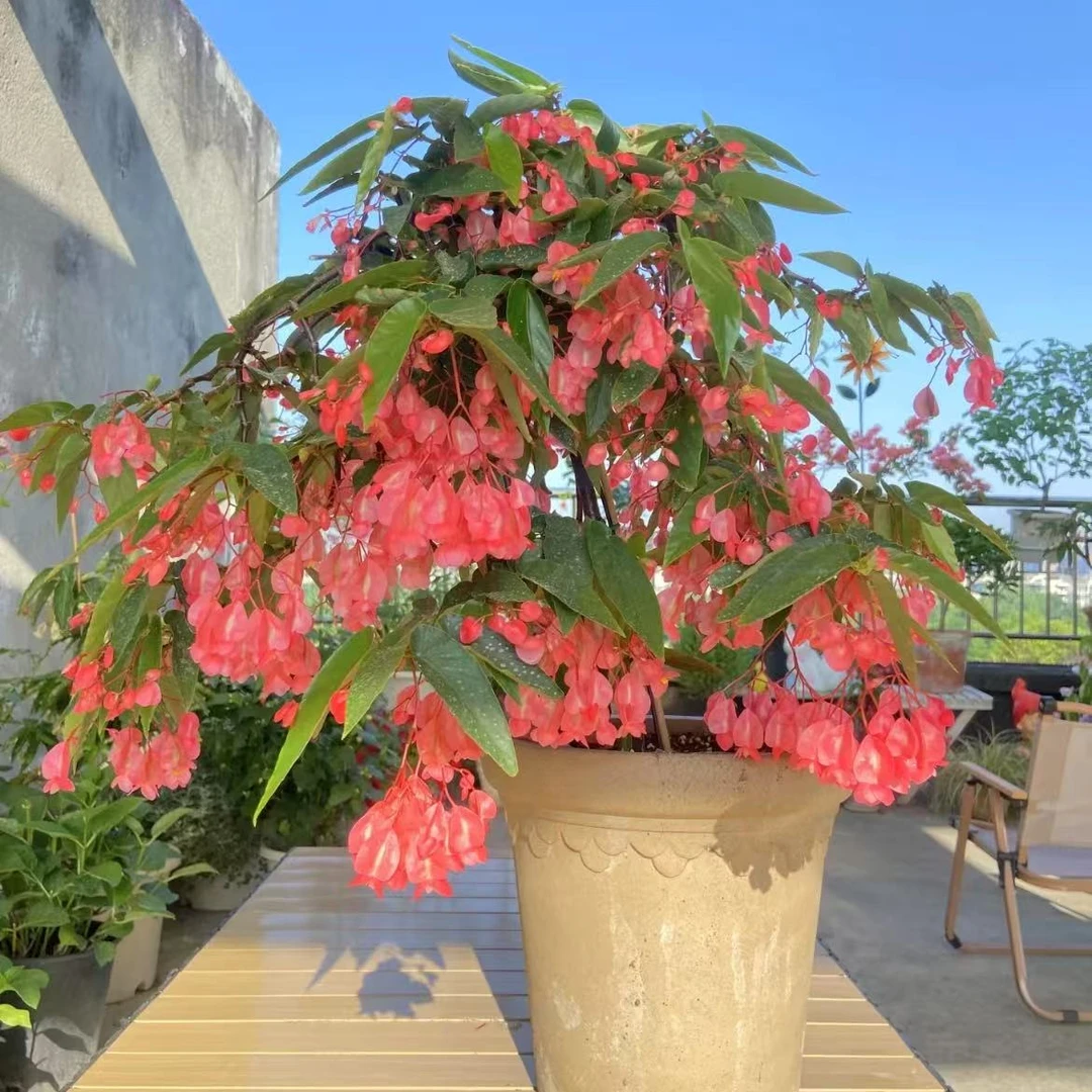 （依然专属）红花微风竹节tamaya秋海棠叶损不包4-6片叶子发货