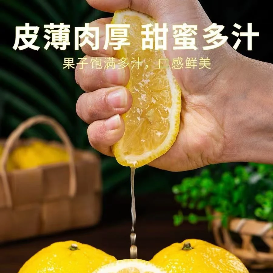 七里春精品大果香柚