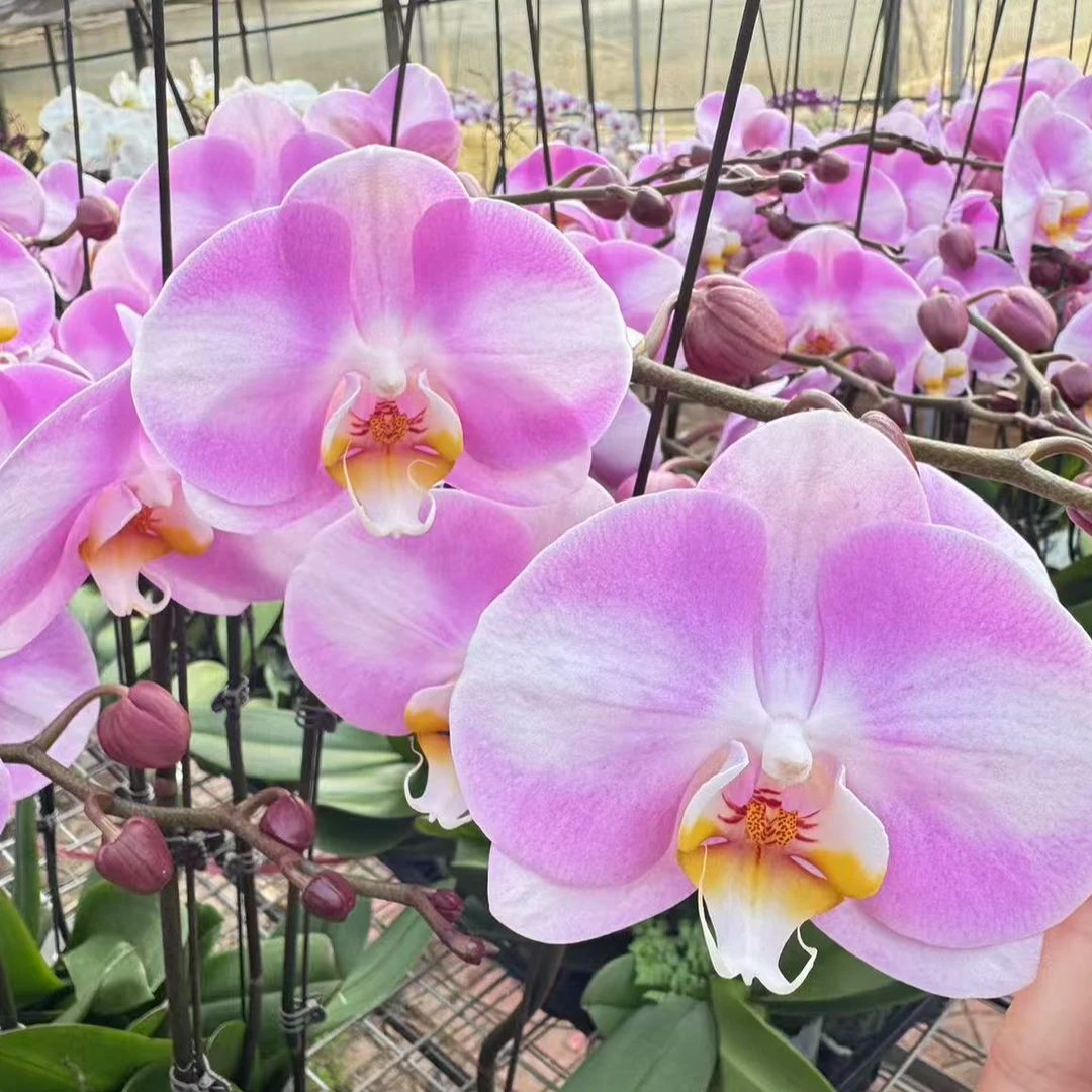 蝴蝶兰 明星3.0寸杯带花带花苞