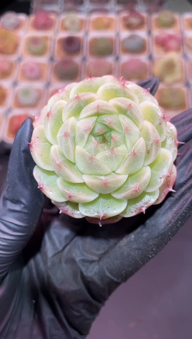 闪购471 红翡多肉一颗  4-4.5厘米