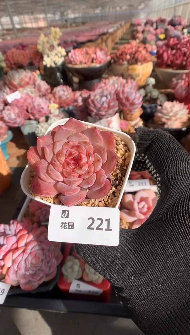 221琥珀多肉植物一物一拍