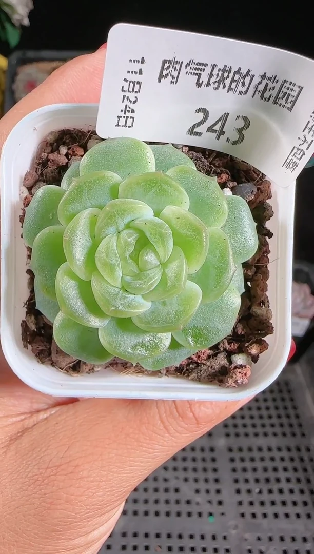 1124-243无尽灯群生不包整