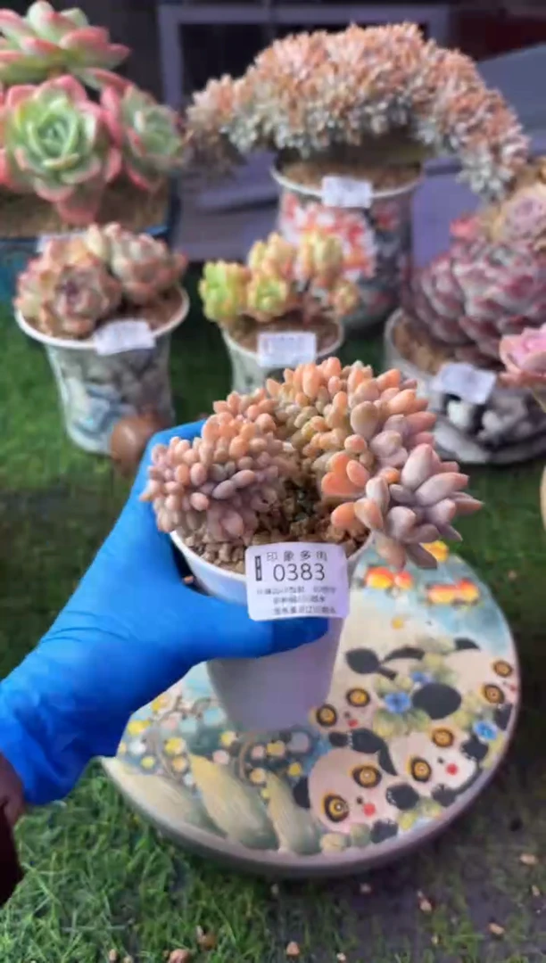 昆明印象多肉0383