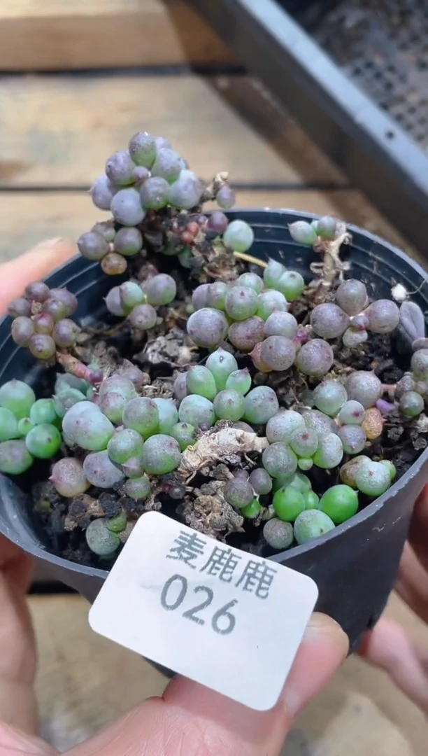 026紫玄月    量拍