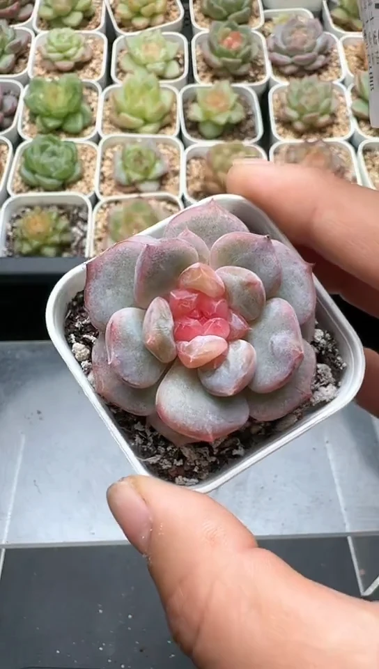 079F云禹多肉植物 默认脱土纸巾打包 3颗包邮